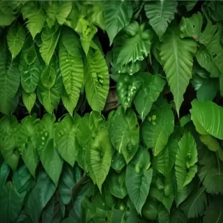 green wallpaper for iphone