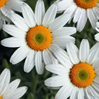 daisy wallpaper iphone