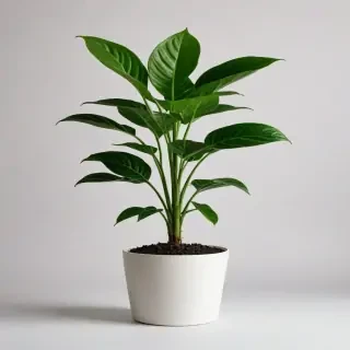 plant no background