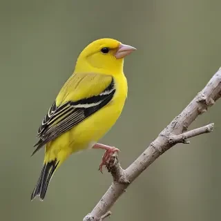 yellow finch