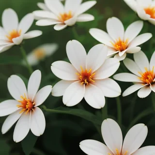 iphone flower nature wallpaper
