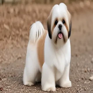 lhasa apso dog breed