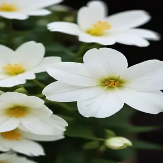 white flower wallpaper