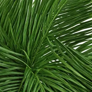 palm tree leaf png