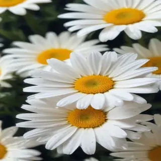daisy wallpaper iphone