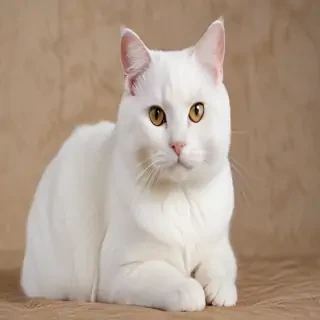 chantilly tiffany cat breed