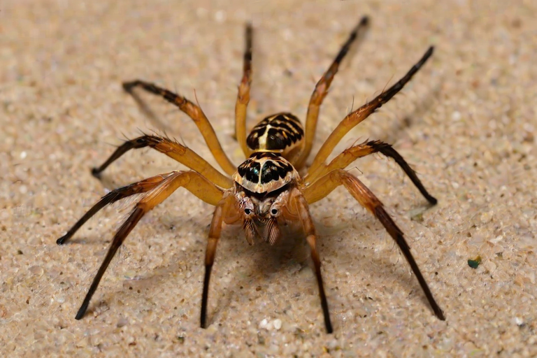 png spider
