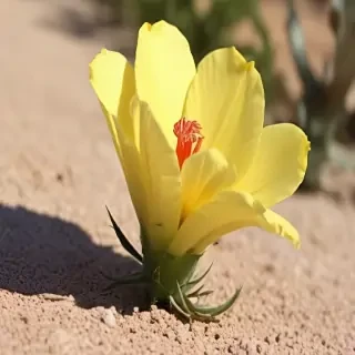 desert flower