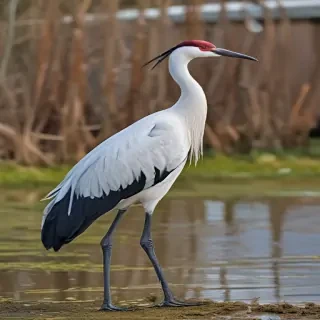 crane bird