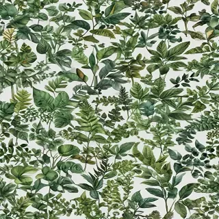 plants transparent background