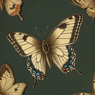 vintage butterfly illustration