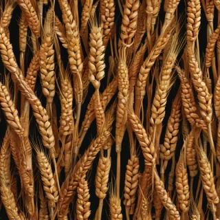 wheat png