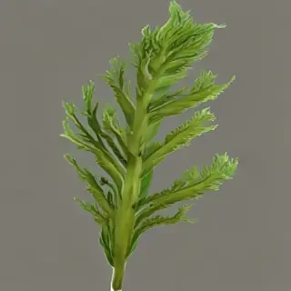 seaweed png