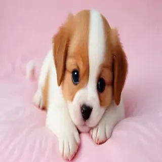cute wallpapers of puppies