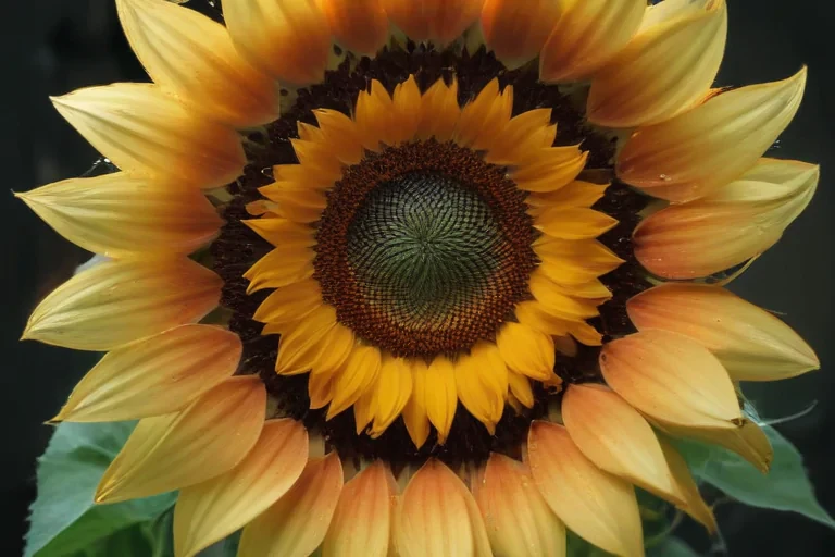 aesthetic sunflower