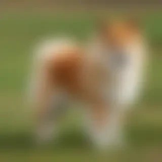 icelandic sheepdog