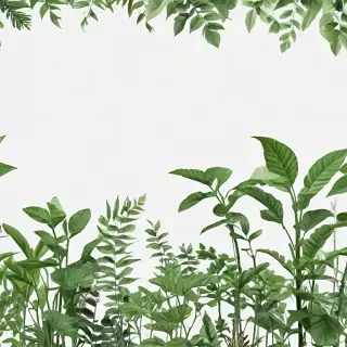 plants transparent background