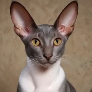 oriental shorthair cat breed