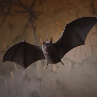 pictures of halloween bats