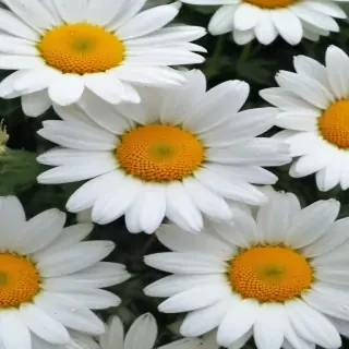daisy flower wallpaper