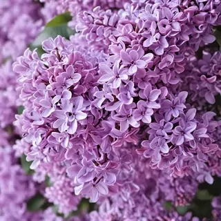 lilac iphone wallpaper