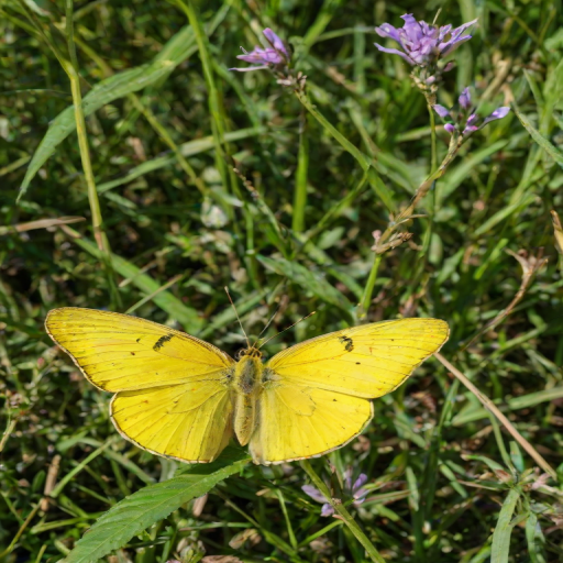 yellow butterfly