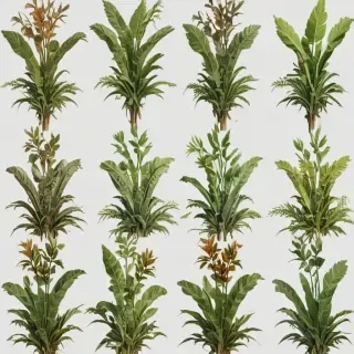 plant png clipart