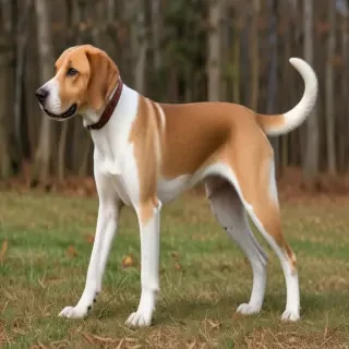 american lab foxhound