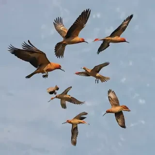 png birds flying