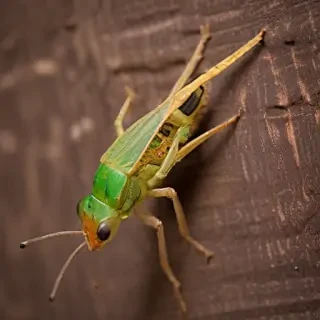 cricket insect