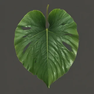 tropical leaf png