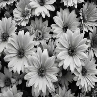 black and white flower background