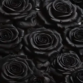 black roses background