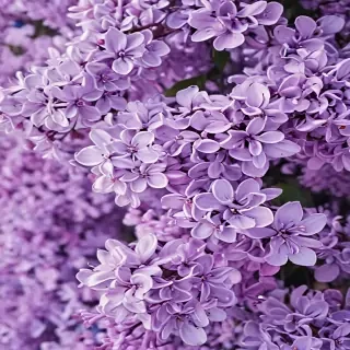 lilac wallpaper iphone