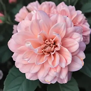 cute aesthetic flower wallpapers
