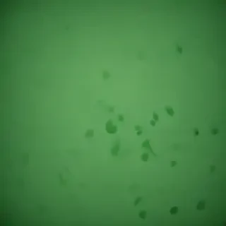 green background for iphone