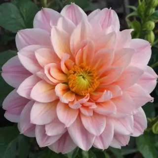 flower pictures to draw
