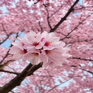 sakura flower