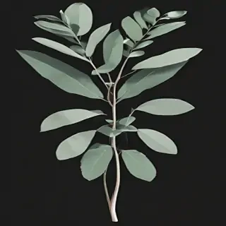 eucalyptus clipart black and white