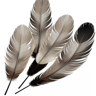 feathers png