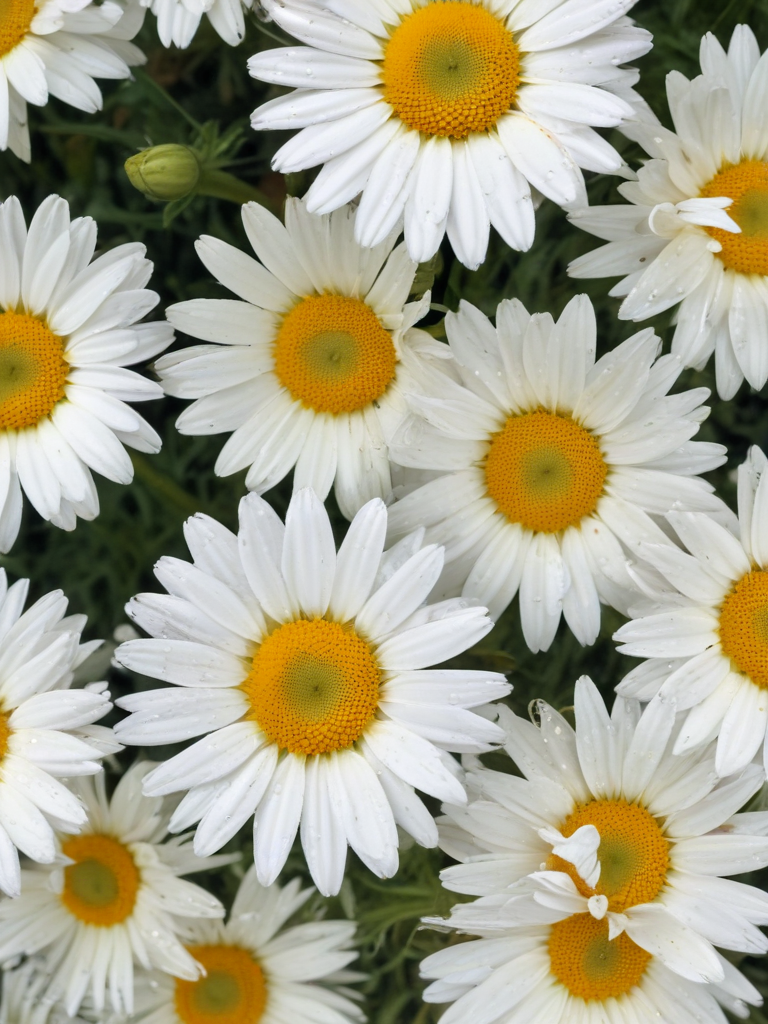 A Vibrant Display of White Daisies with Bright Yellow Centers in Bloom.