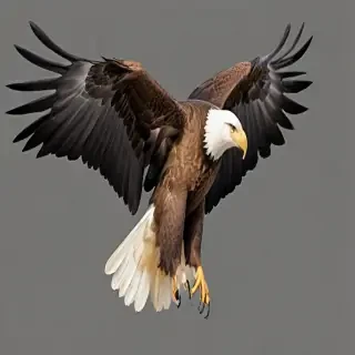 eagle transparent