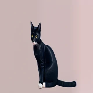cat aesthetic wallpaper