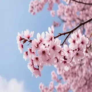 sakura background