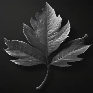 leaf clip art black and white