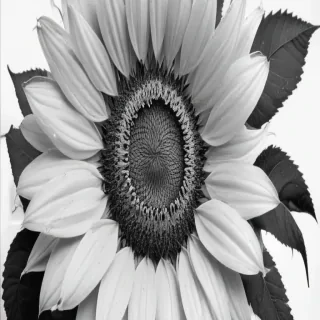 clip art sunflower black and white