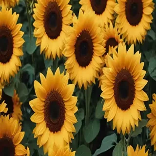 aesthetic sunflower wallpaper