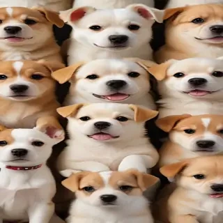 cute dogs wallpaper