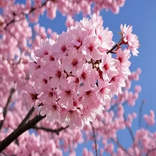 high resolution cherry blossom wallpaper