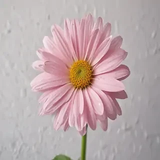 beautiful penic